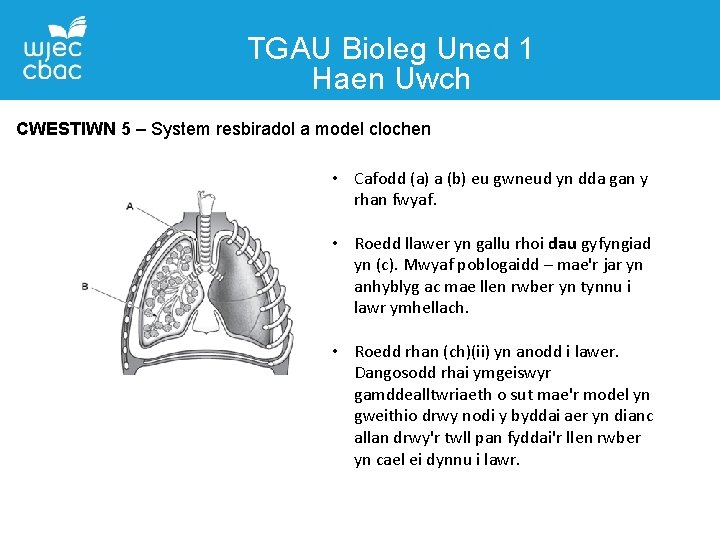 TGAU Bioleg Uned 1 Haen Uwch CWESTIWN 5 – System resbiradol a model clochen