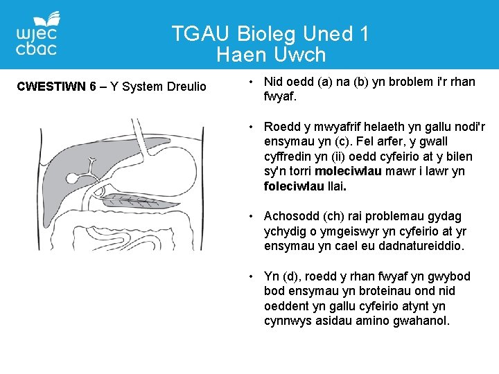 TGAU Bioleg Uned 1 Haen Uwch CWESTIWN 6 – Y System Dreulio • Nid