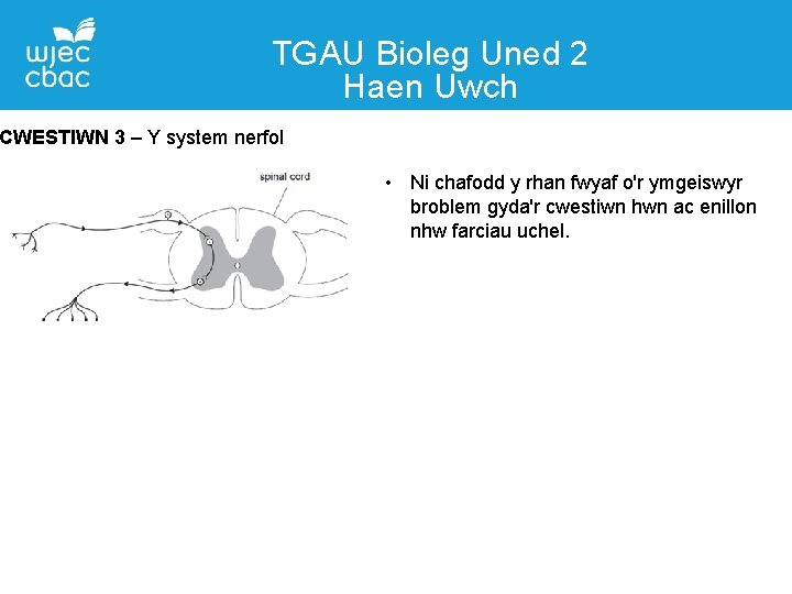 TGAU Bioleg Uned 2 Haen Uwch Manylion Cyswllt CWESTIWN 3–Y system nerfol Liane Adams