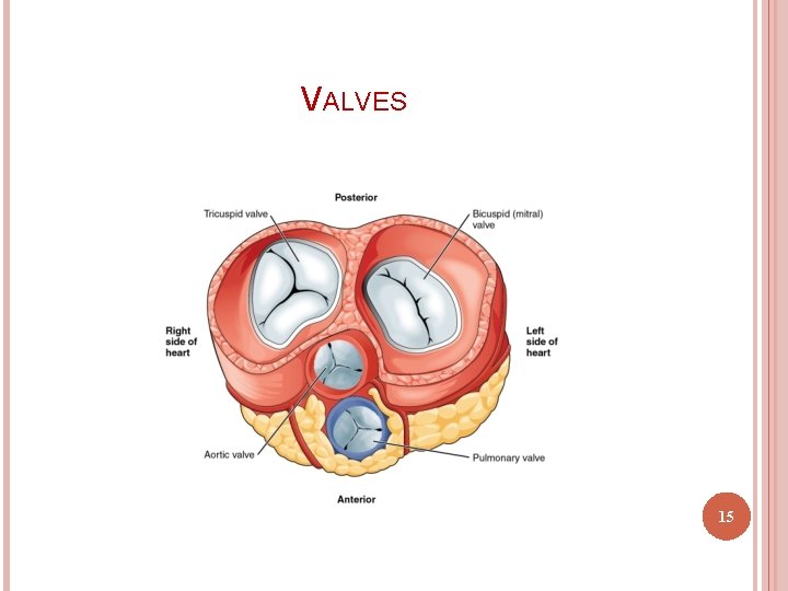 VALVES 15 