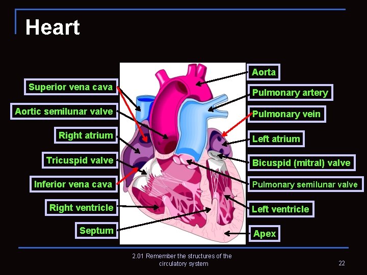 Heart Aorta Superior vena cava Pulmonary artery Aortic semilunar valve Pulmonary vein Right atrium