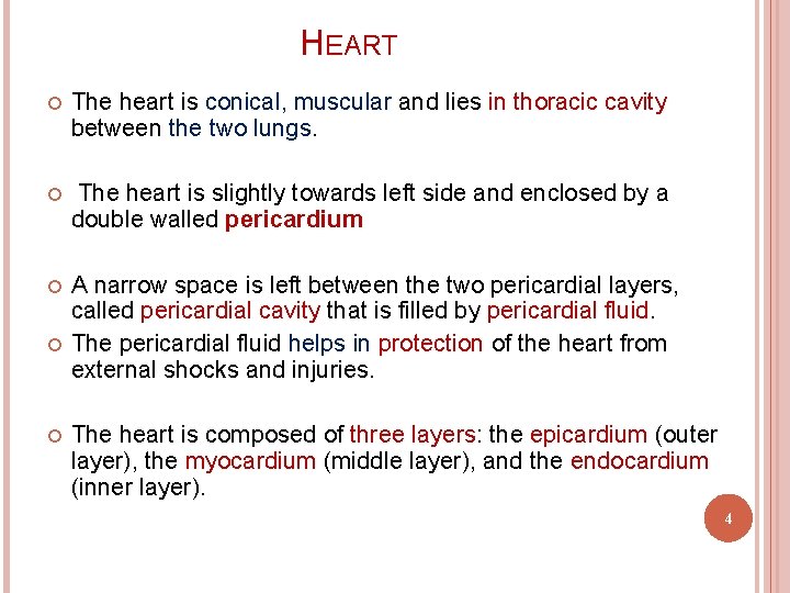 HEART The heart is conical, muscular and lies in thoracic cavity between the two
