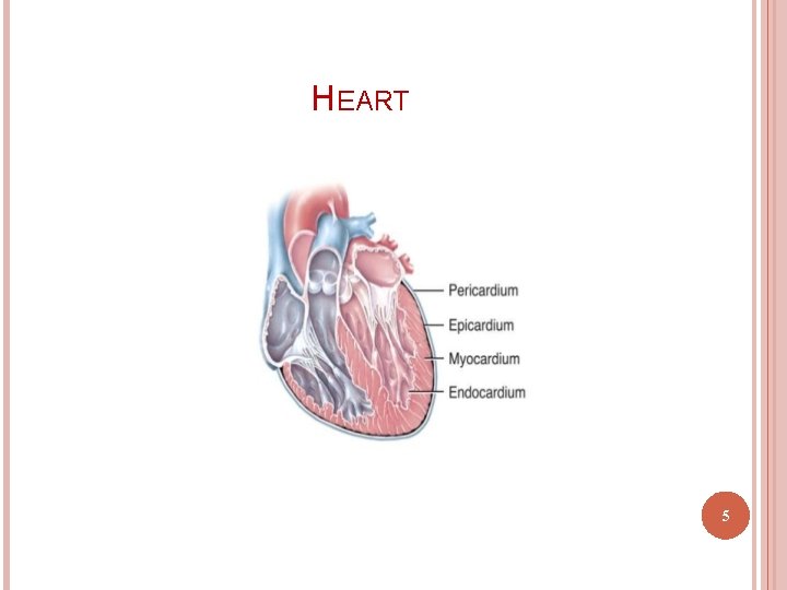 HEART 5 
