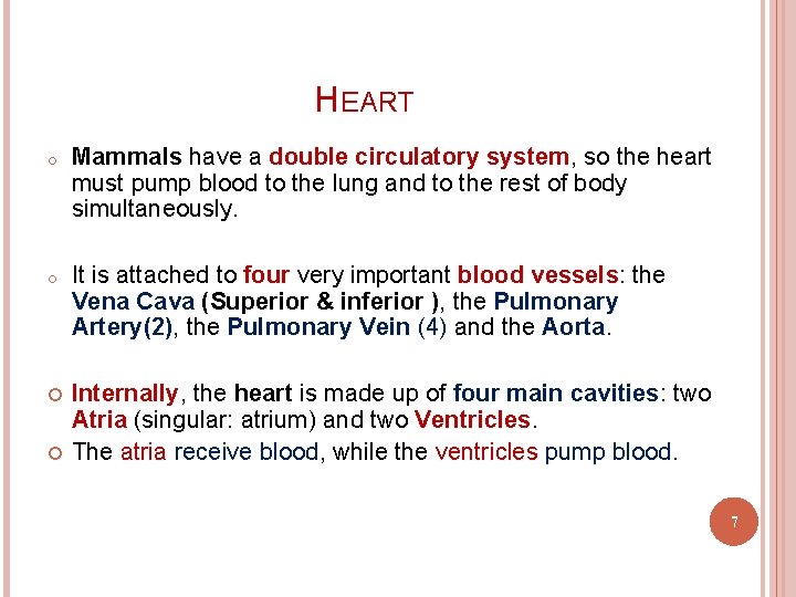 HEART o Mammals have a double circulatory system, so the heart must pump blood