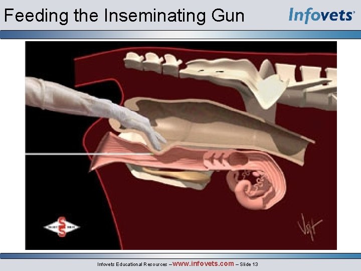 Feeding the Inseminating Gun Infovets Educational Resources – www. infovets. com – Slide 13