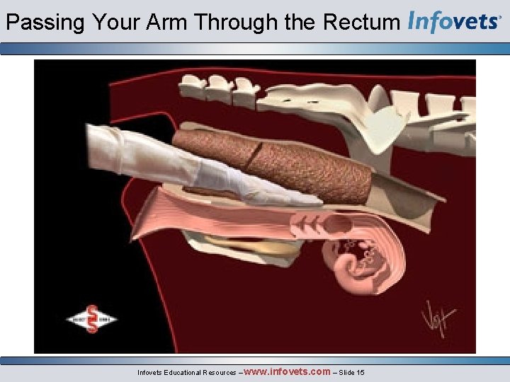 Passing Your Arm Through the Rectum Infovets Educational Resources – www. infovets. com –