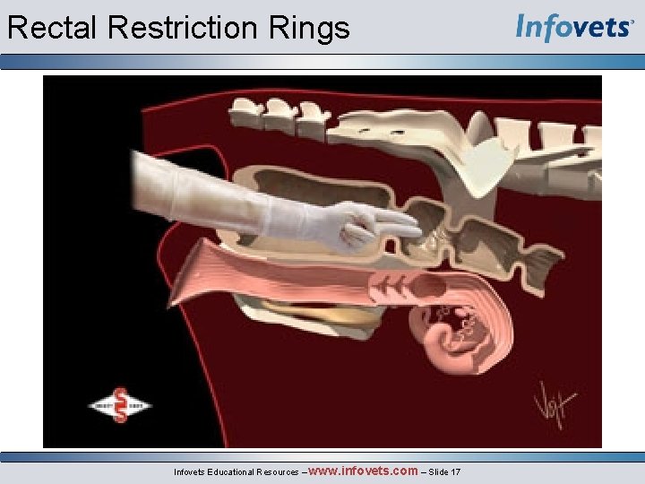 Rectal Restriction Rings Infovets Educational Resources – www. infovets. com – Slide 17 