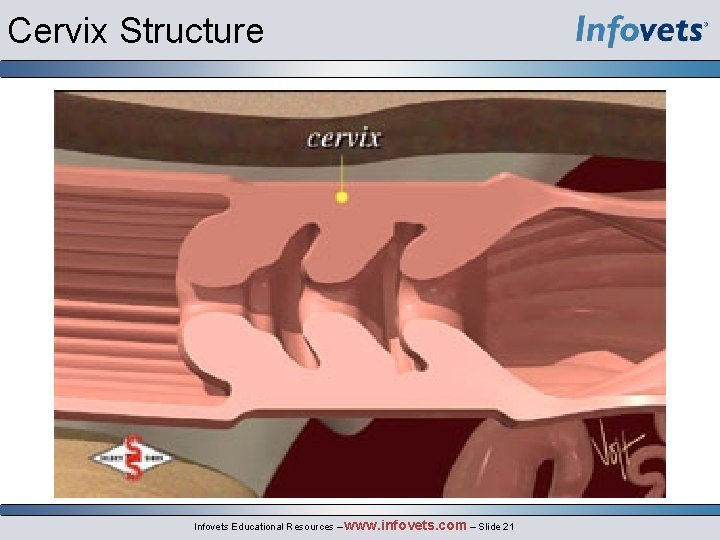 Cervix Structure Infovets Educational Resources – www. infovets. com – Slide 21 