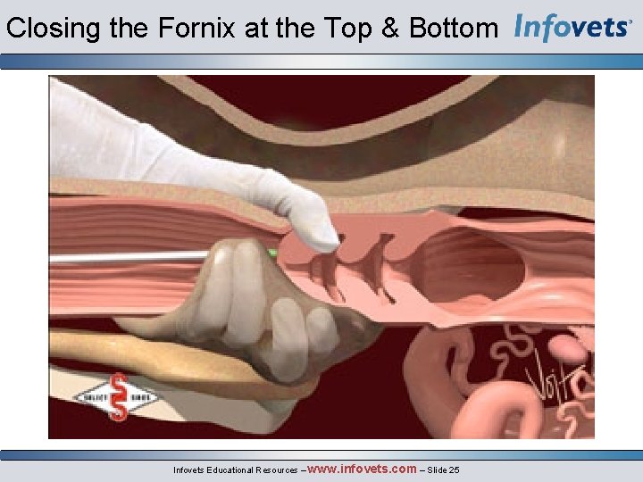 Closing the Fornix at the Top & Bottom Infovets Educational Resources – www. infovets.