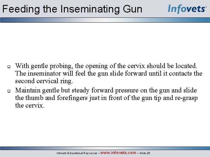 Feeding the Inseminating Gun With gentle probing, the opening of the cervix should be