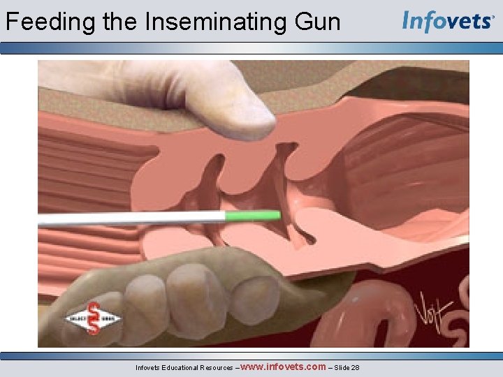 Feeding the Inseminating Gun Infovets Educational Resources – www. infovets. com – Slide 28
