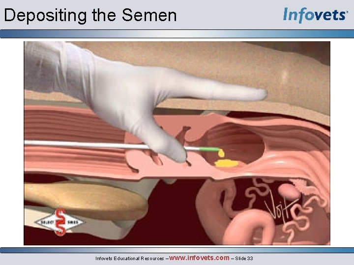 Depositing the Semen Infovets Educational Resources – www. infovets. com – Slide 33 