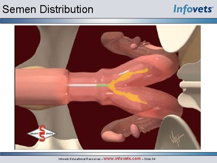 Semen Distribution Infovets Educational Resources – www. infovets. com – Slide 34 