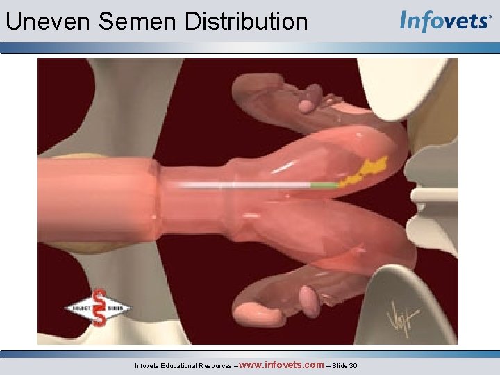 Uneven Semen Distribution Infovets Educational Resources – www. infovets. com – Slide 36 