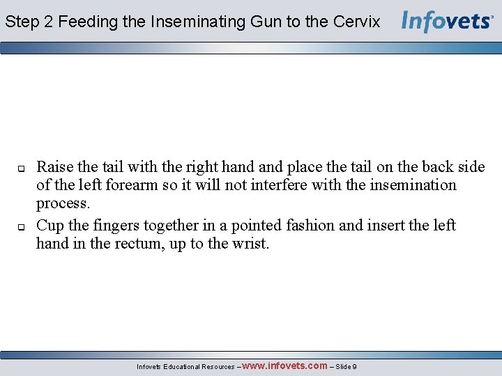 Step 2 Feeding the Inseminating Gun to the Cervix Raise the tail with the