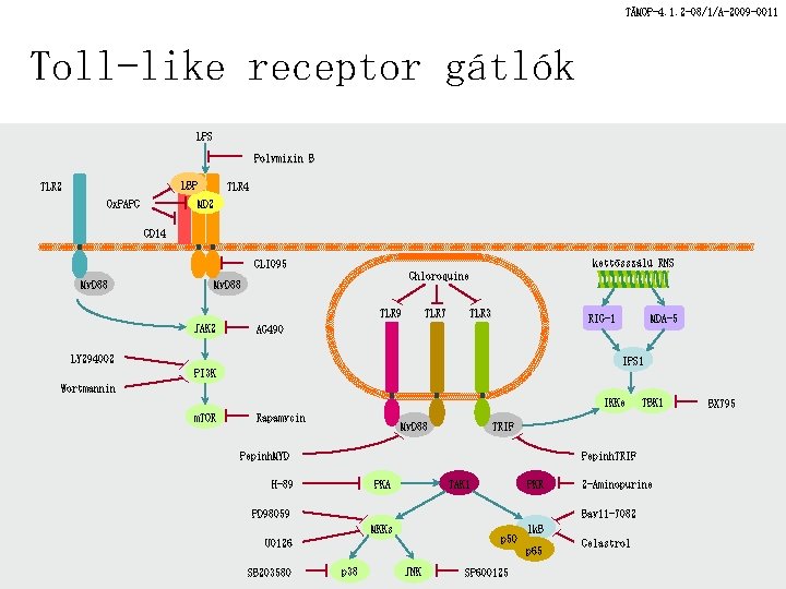 TÁMOP-4. 1. 2 -08/1/A-2009 -0011 Toll-like receptor gátlók LPS Polymixin B LBP TLR 2