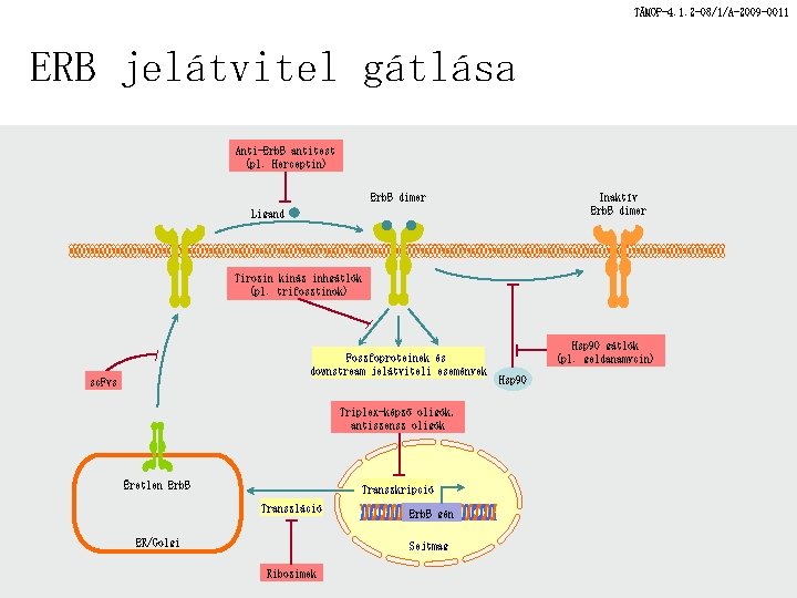 TÁMOP-4. 1. 2 -08/1/A-2009 -0011 ERB jelátvitel gátlása Anti-Erb. B antitest (pl. Herceptin) Erb.