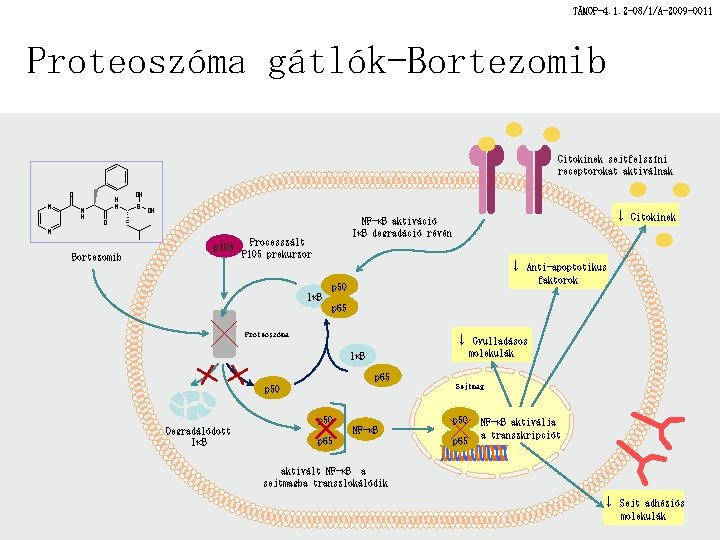 TÁMOP-4. 1. 2 -08/1/A-2009 -0011 Proteoszóma gátlók-Bortezomib Citokinek sejtfelszíni receptorokat aktiválnak O N N