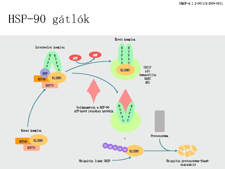 TÁMOP-4. 1. 2 -08/1/A-2009 -0011 HSP-90 gátlók Érett komplex Intermedier komplex H S P