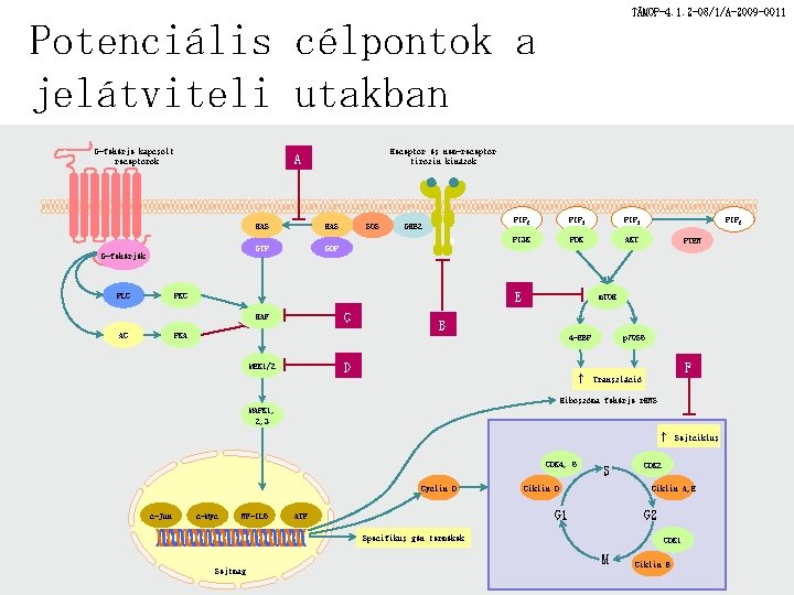 TÁMOP-4. 1. 2 -08/1/A-2009 -0011 Potenciális célpontok a jelátviteli utakban G-fehérje kapcsolt receptorok Receptor