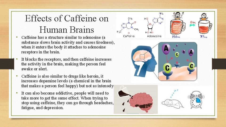 Effects of Caffeine on Human Brains • Caffeine has a structure similar to adenosine