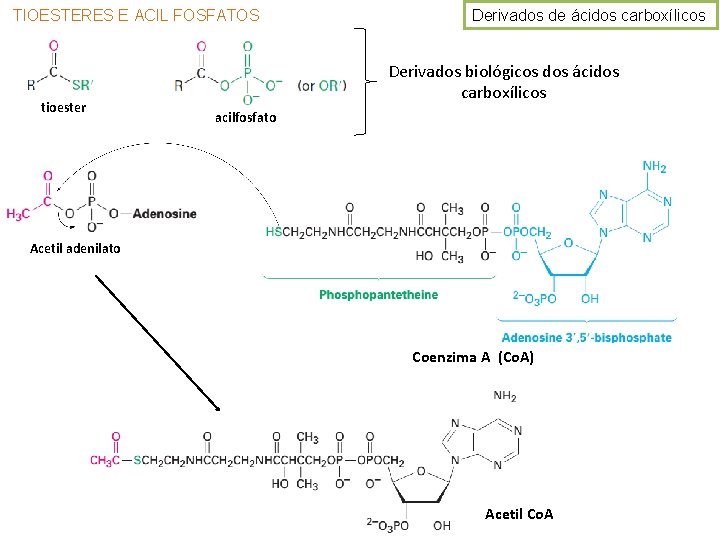 TIOESTERES E ACIL FOSFATOS tioester Derivados de ácidos carboxílicos Derivados biológicos dos ácidos carboxílicos