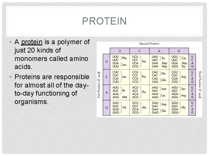 PROTEIN • A protein is a polymer of just 20 kinds of monomers called PROTEIN • A protein is a polymer of just 20 kinds of monomers called