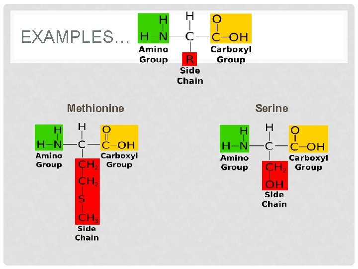 EXAMPLES… Methionine Serine EXAMPLES… Methionine Serine