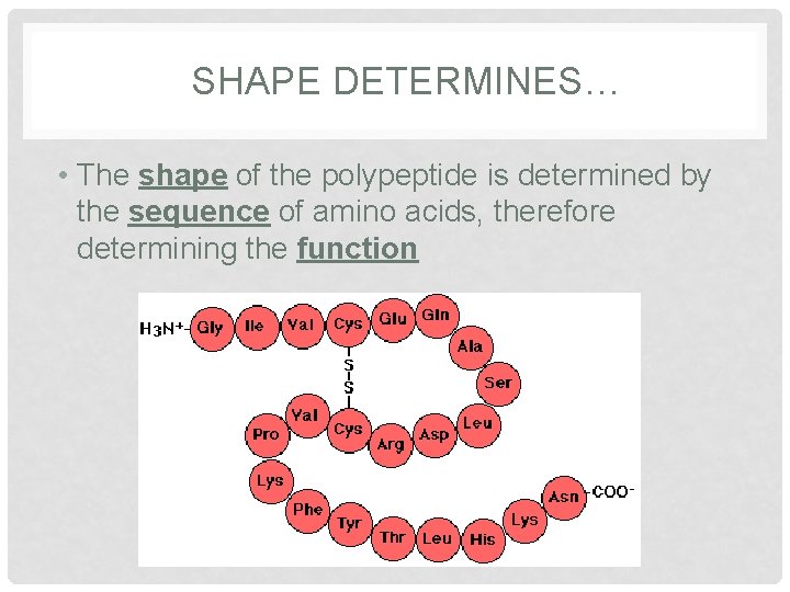 SHAPE DETERMINES… • The shape of the polypeptide is determined by the sequence of SHAPE DETERMINES… • The shape of the polypeptide is determined by the sequence of