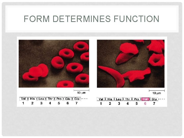 FORM DETERMINES FUNCTION FORM DETERMINES FUNCTION
