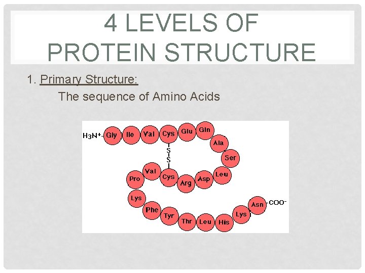 4 LEVELS OF PROTEIN STRUCTURE 1. Primary Structure: The sequence of Amino Acids 4 LEVELS OF PROTEIN STRUCTURE 1. Primary Structure: The sequence of Amino Acids