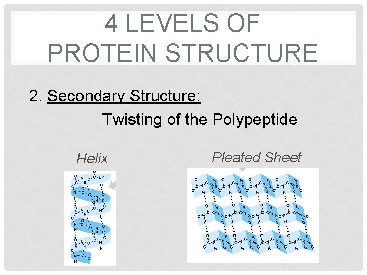 4 LEVELS OF PROTEIN STRUCTURE 2. Secondary Structure: Twisting of the Polypeptide Helix Pleated 4 LEVELS OF PROTEIN STRUCTURE 2. Secondary Structure: Twisting of the Polypeptide Helix Pleated