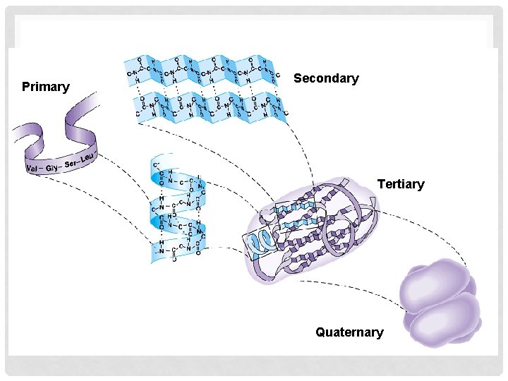 Primary Secondary Tertiary Quaternary Primary Secondary Tertiary Quaternary