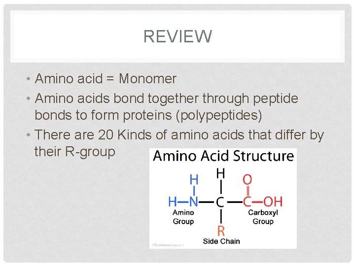 REVIEW • Amino acid = Monomer • Amino acids bond together through peptide bonds REVIEW • Amino acid = Monomer • Amino acids bond together through peptide bonds
