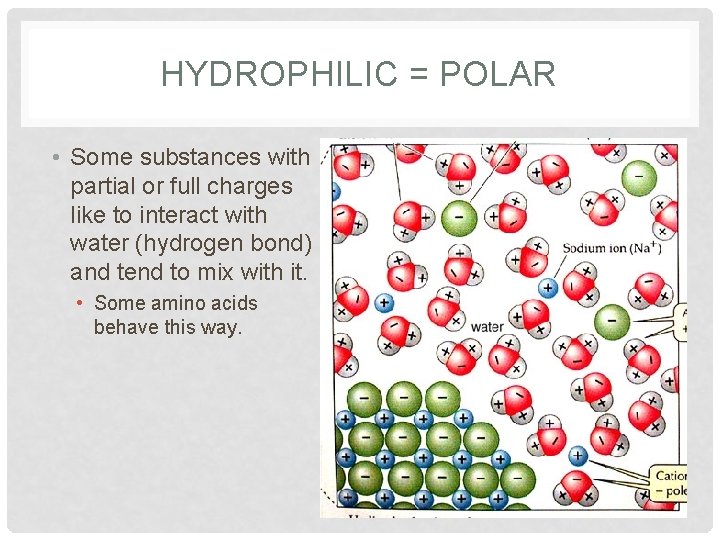 HYDROPHILIC = POLAR • Some substances with partial or full charges like to interact HYDROPHILIC = POLAR • Some substances with partial or full charges like to interact