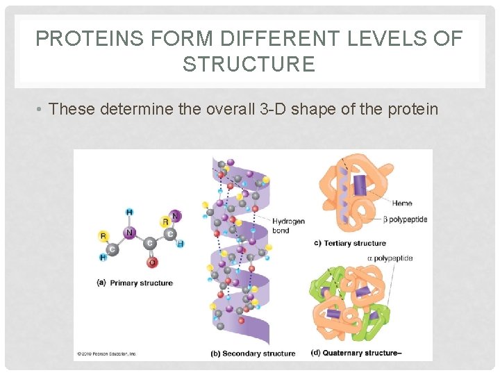 PROTEINS FORM DIFFERENT LEVELS OF STRUCTURE • These determine the overall 3 -D shape PROTEINS FORM DIFFERENT LEVELS OF STRUCTURE • These determine the overall 3 -D shape