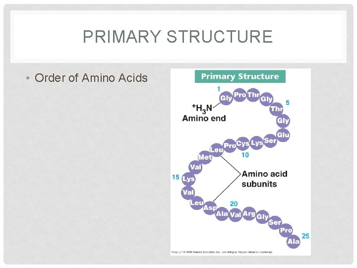 PRIMARY STRUCTURE • Order of Amino Acids PRIMARY STRUCTURE • Order of Amino Acids