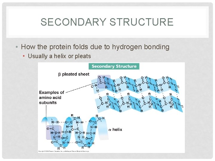 SECONDARY STRUCTURE • How the protein folds due to hydrogen bonding • Usually a SECONDARY STRUCTURE • How the protein folds due to hydrogen bonding • Usually a
