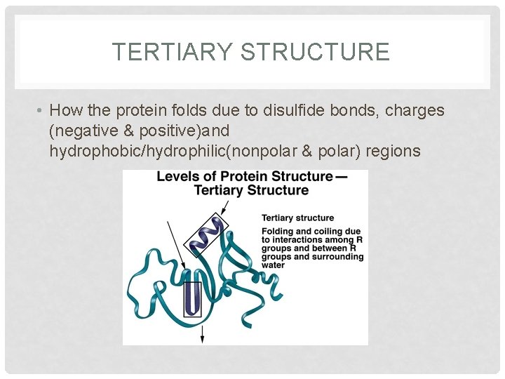 TERTIARY STRUCTURE • How the protein folds due to disulfide bonds, charges (negative & TERTIARY STRUCTURE • How the protein folds due to disulfide bonds, charges (negative &