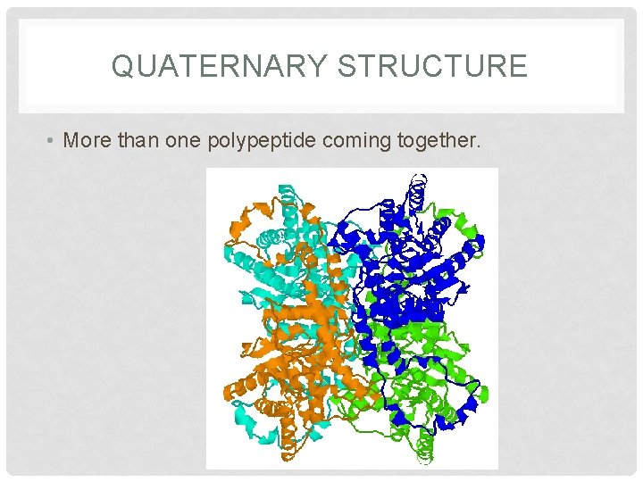 QUATERNARY STRUCTURE • More than one polypeptide coming together. QUATERNARY STRUCTURE • More than one polypeptide coming together.