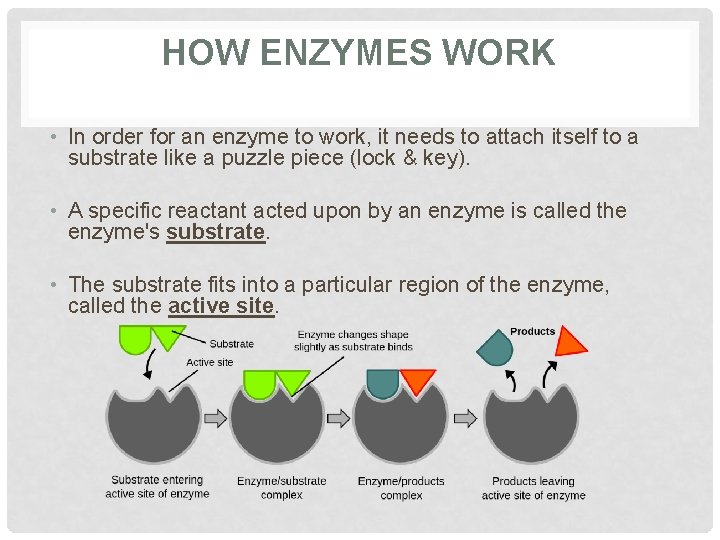 HOW ENZYMES WORK • In order for an enzyme to work, it needs to HOW ENZYMES WORK • In order for an enzyme to work, it needs to