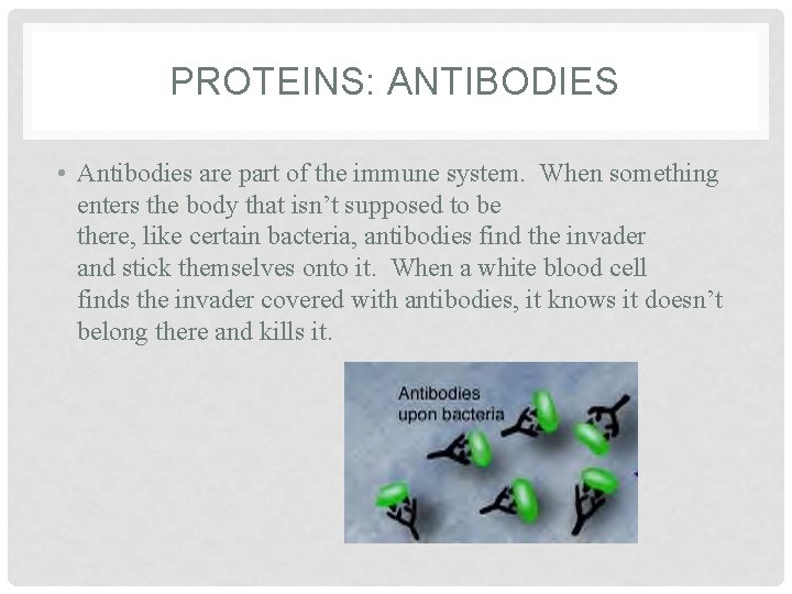 PROTEINS: ANTIBODIES • Antibodies are part of the immune system. When something enters the PROTEINS: ANTIBODIES • Antibodies are part of the immune system. When something enters the