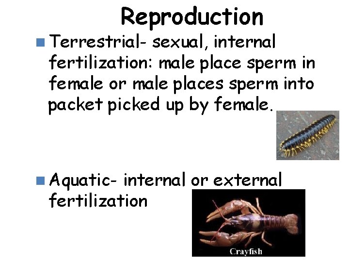 Reproduction n Terrestrial- sexual, internal fertilization: male place sperm in female or male places