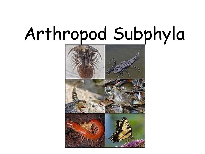 Arthropod Subphyla 