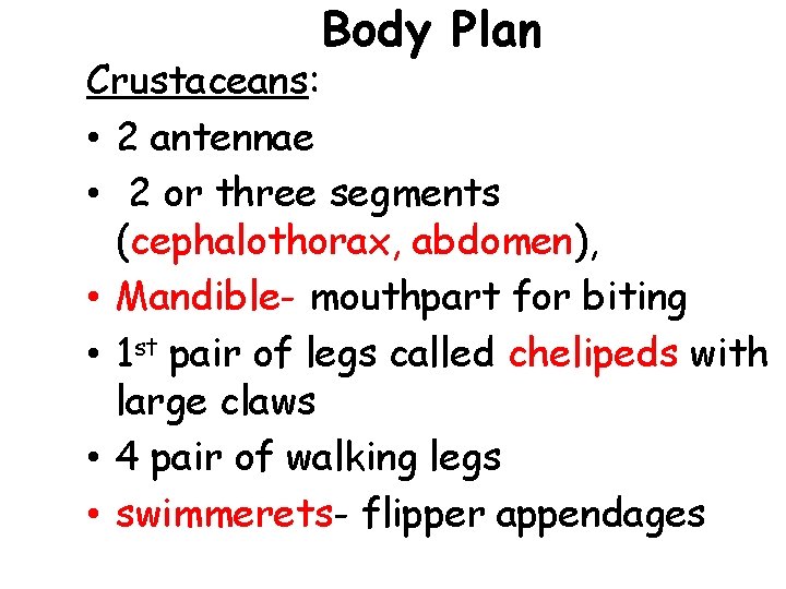 Body Plan Crustaceans: • 2 antennae • 2 or three segments (cephalothorax, abdomen), •