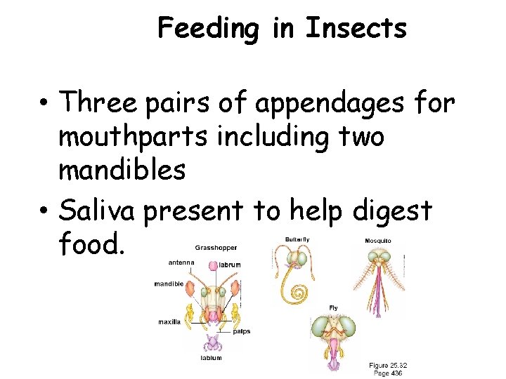 Feeding in Insects • Three pairs of appendages for mouthparts including two mandibles •