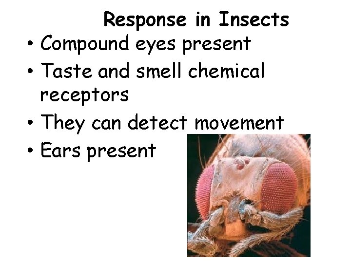  • • Response in Insects Compound eyes present Taste and smell chemical receptors