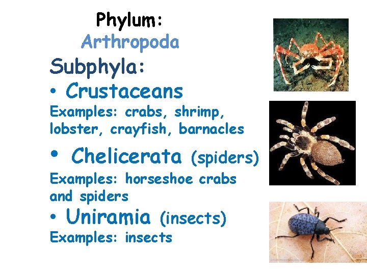 Phylum: Arthropoda Subphyla: • Crustaceans Examples: crabs, shrimp, lobster, crayfish, barnacles • Chelicerata (spiders)