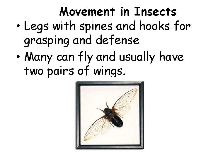 Movement in Insects • Legs with spines and hooks for grasping and defense •