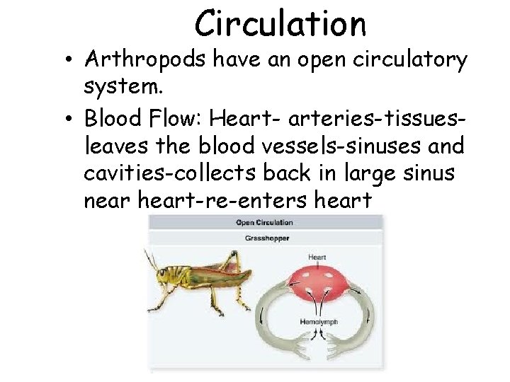 Circulation • Arthropods have an open circulatory system. • Blood Flow: Heart- arteries-tissuesleaves the